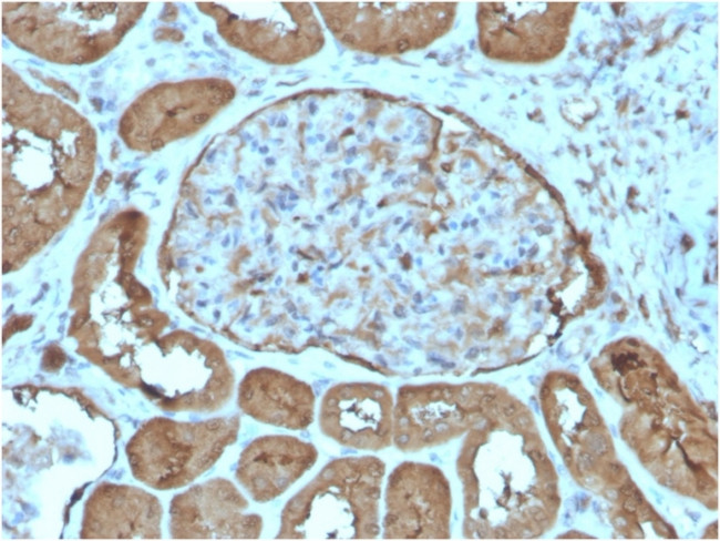 Laminin, gamma 1 (LAMC1) Antibody in Immunohistochemistry (Paraffin) (IHC (P))