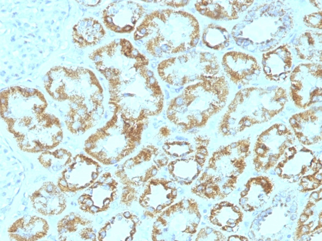 Laminin, gamma 1 (LAMC1) Antibody in Immunohistochemistry (Paraffin) (IHC (P))