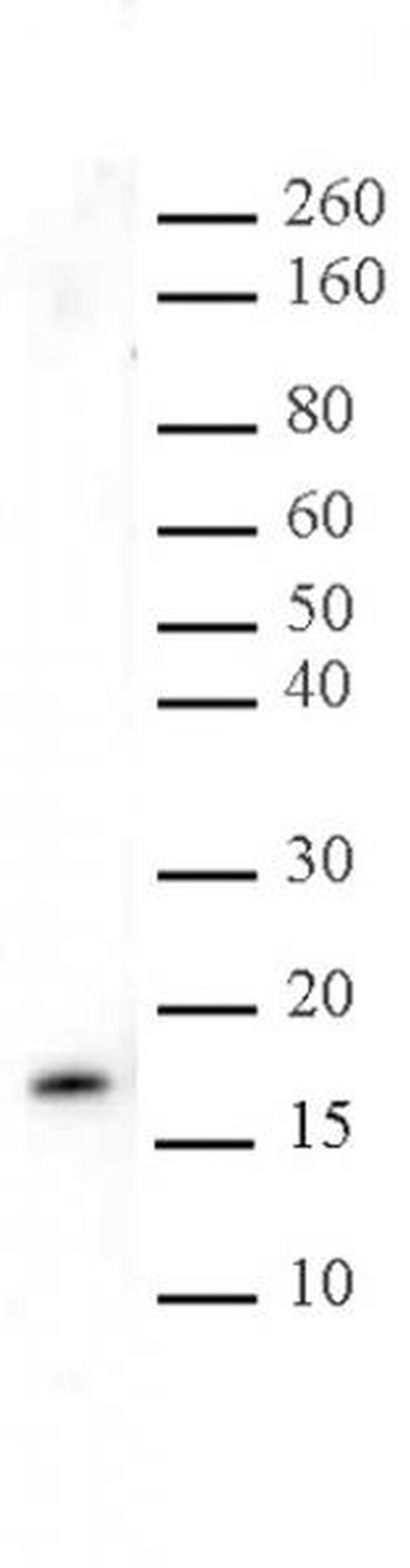 Histone H3K27me3 Antibody in Western Blot (WB)