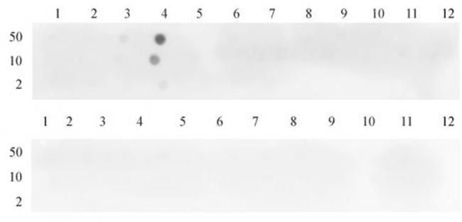 Histone H3K4me3 Antibody in Dot Blot (DB)