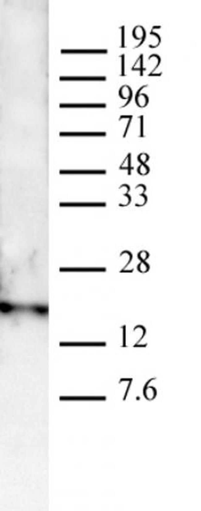 Histone H3K4me3 Antibody in Western Blot (WB)