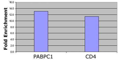 Histone H4K12ac Antibody in ChIP Assay (ChIP)