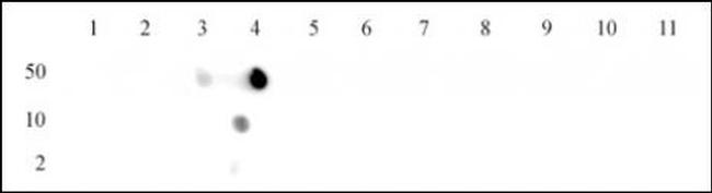 Histone H4K12ac Antibody in Dot Blot (DB)