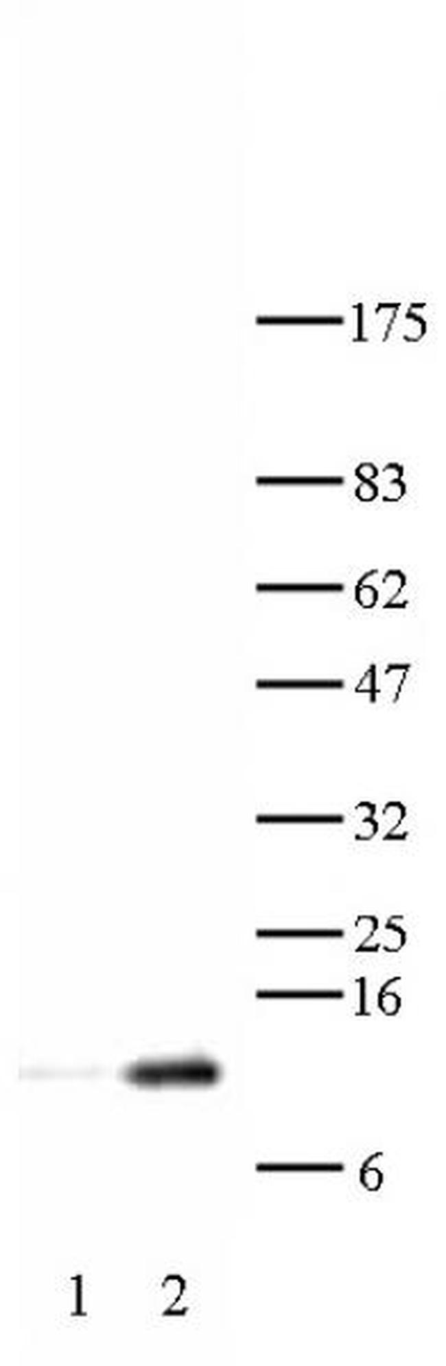 Histone H4K12ac Antibody in Western Blot (WB)