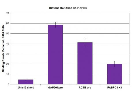 Histone H4K16ac Antibody in ChIP Assay (ChIP)