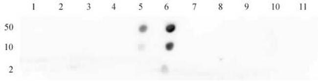 Histone H4K16ac Antibody in Dot Blot (DB)