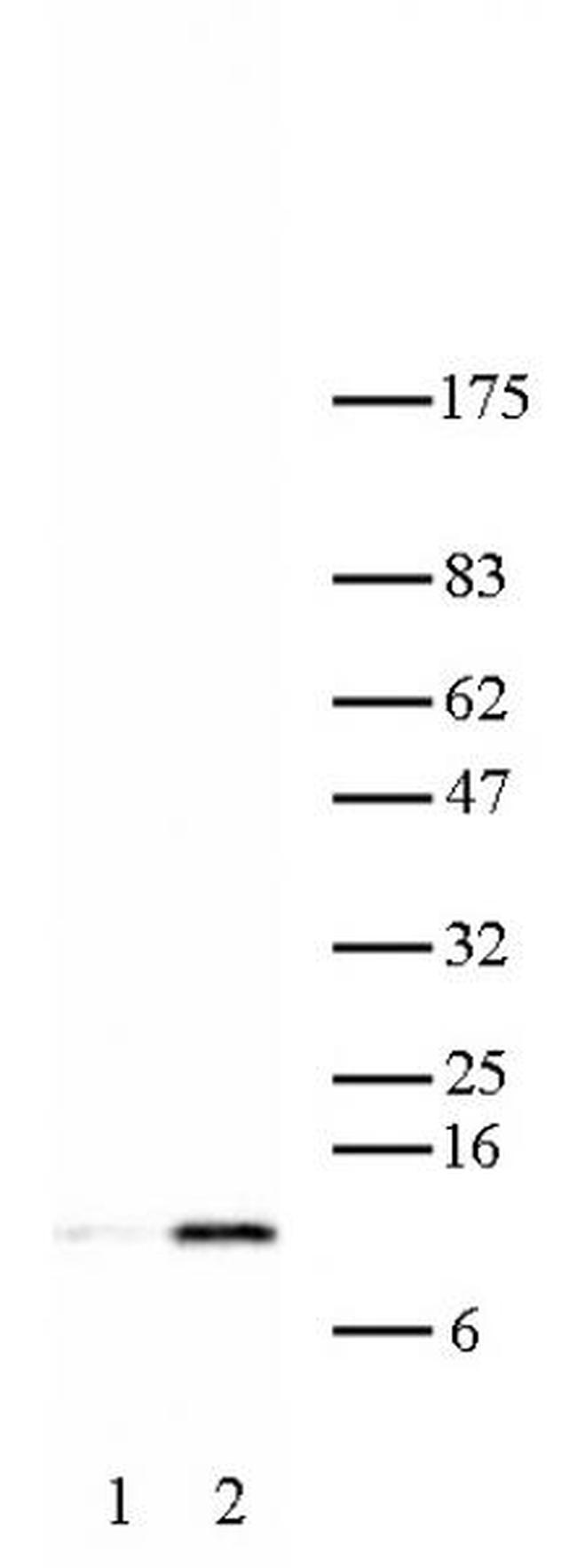 Histone H4K16ac Antibody in Western Blot (WB)