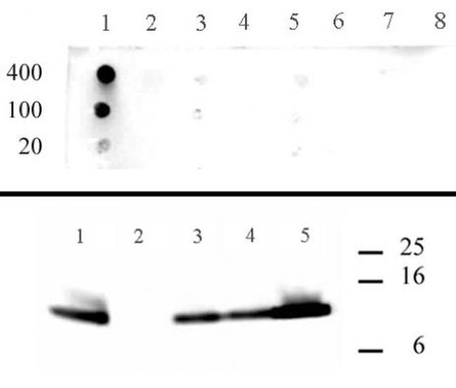 Histone H4K5ac Antibody in Dot Blot (DB)