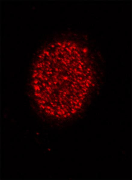 Histone H4K5ac Antibody in Immunocytochemistry (ICC/IF)