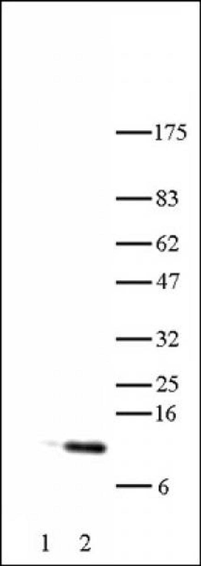 Histone H4K5ac Antibody in Western Blot (WB)