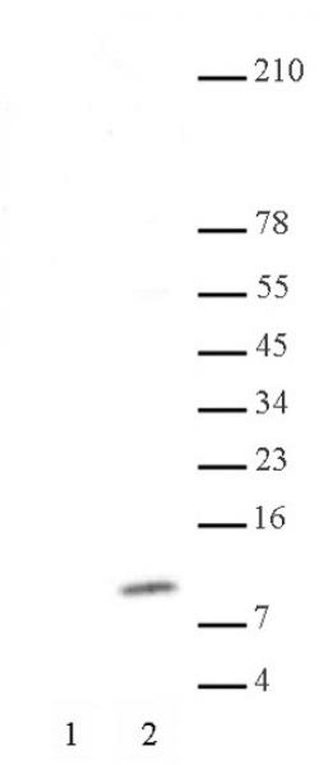 Histone H4K8ac Antibody in Western Blot (WB)