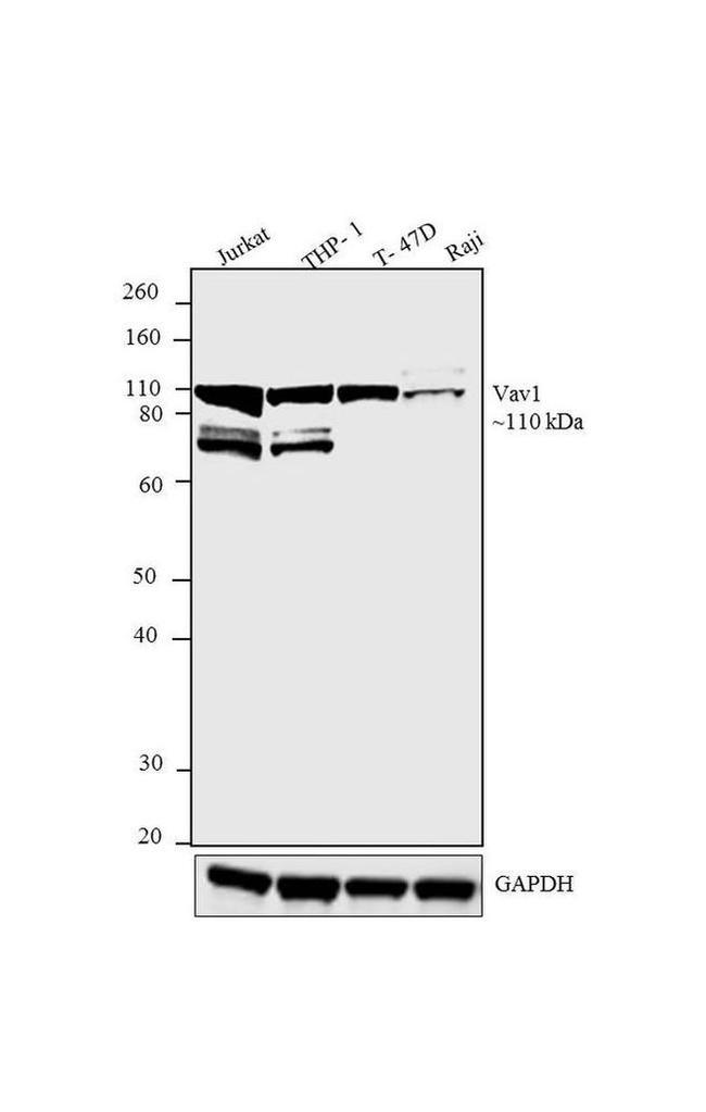 VAV1 Antibody in Western Blot (WB)