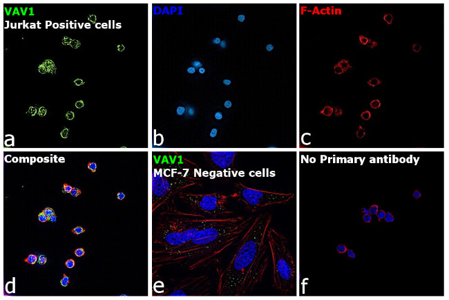 VAV1 Antibody in Immunocytochemistry (ICC/IF)