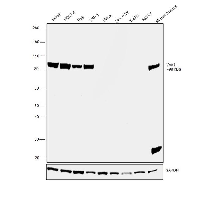 VAV1 Antibody in Western Blot (WB)