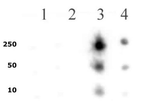 Phospho-RNA pol II CTD (Ser5) Antibody in Dot Blot (DB)