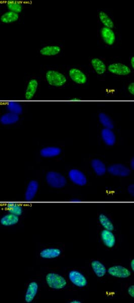 Phospho-RNA pol II CTD (Ser5) Antibody in Immunocytochemistry (ICC/IF)