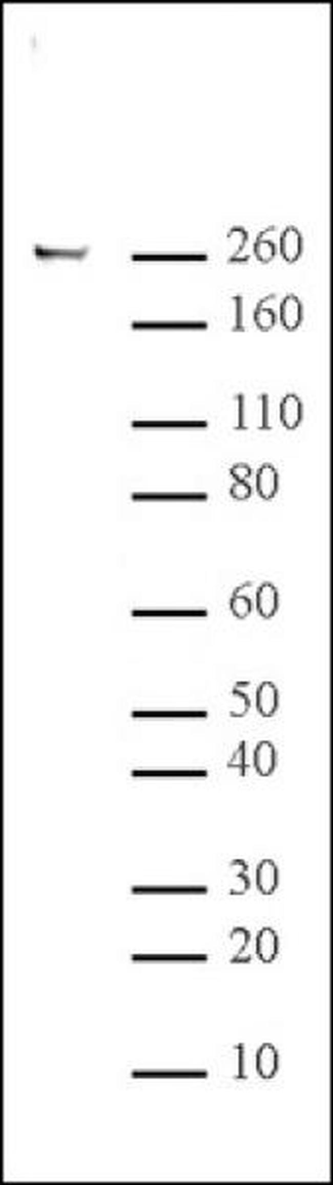 Phospho-RNA pol II CTD (Ser5) Antibody in Western Blot (WB)