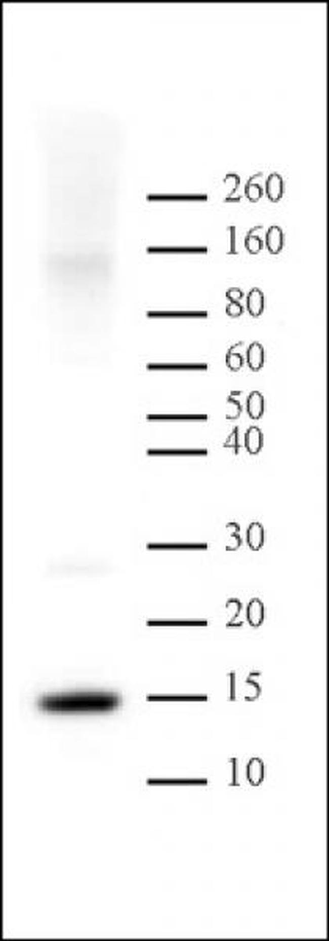 Histone H2A Antibody in Western Blot (WB)