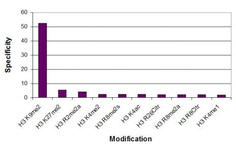 Histone H3K9me2 Antibody in ELISA (ELISA)