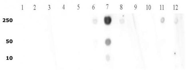 Histone H3K9me2 Antibody in Dot Blot (DB)