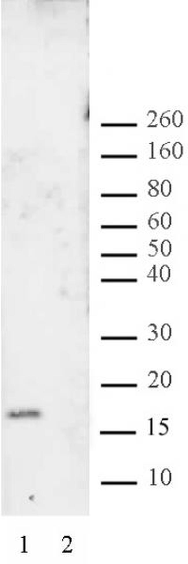 Histone H3K27me2 Antibody in Dot Blot (DB)