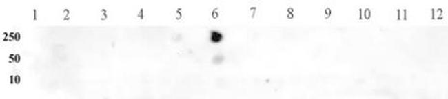 Histone H3K9me1 Antibody in Dot Blot (DB)