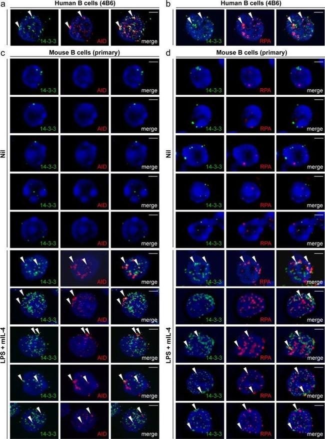 AID Antibody in Immunocytochemistry (ICC/IF)