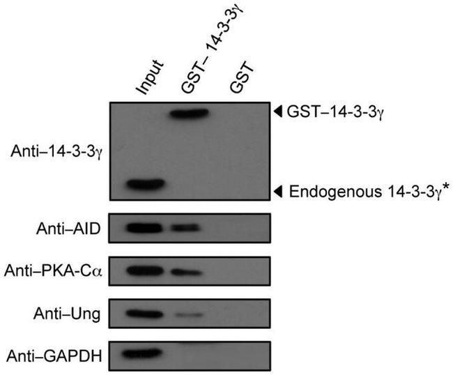 AID Antibody in Western Blot (WB)