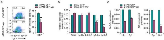 AID Antibody in ChIP Assay (ChIP)