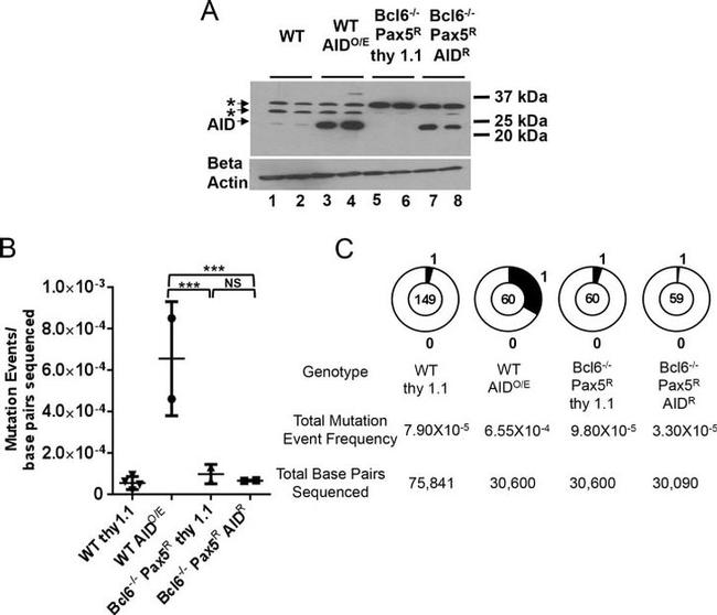 AID Antibody in Western Blot (WB)