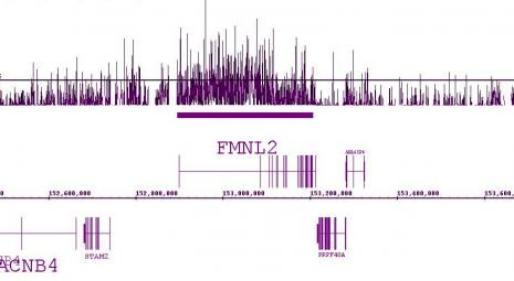 Histone H3K36me2 Antibody in ChIP Assay (ChIP)