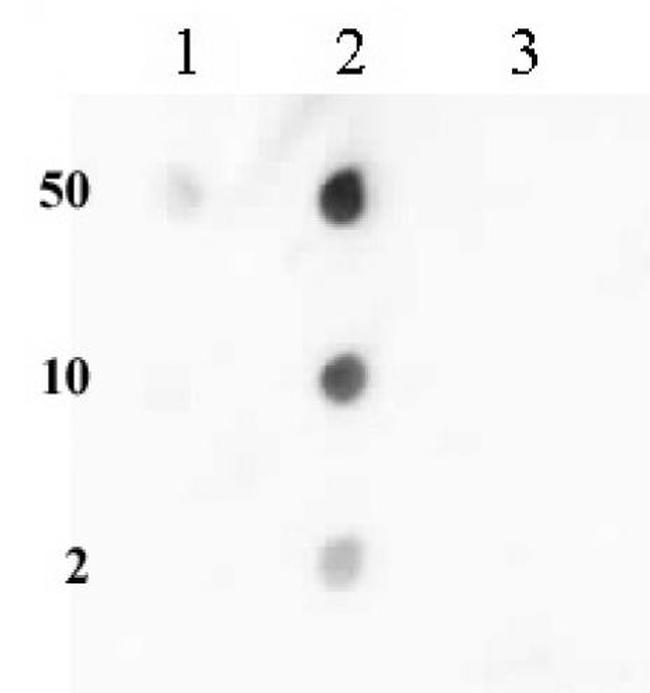 Histone H3K36me2 Antibody in Dot Blot (DB)