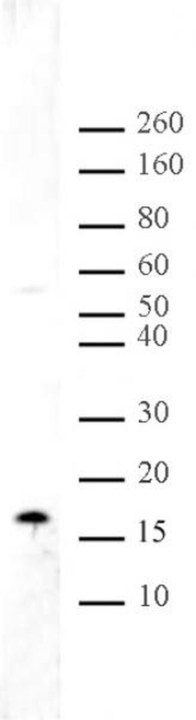 Histone H3K36me2 Antibody in Western Blot (WB)