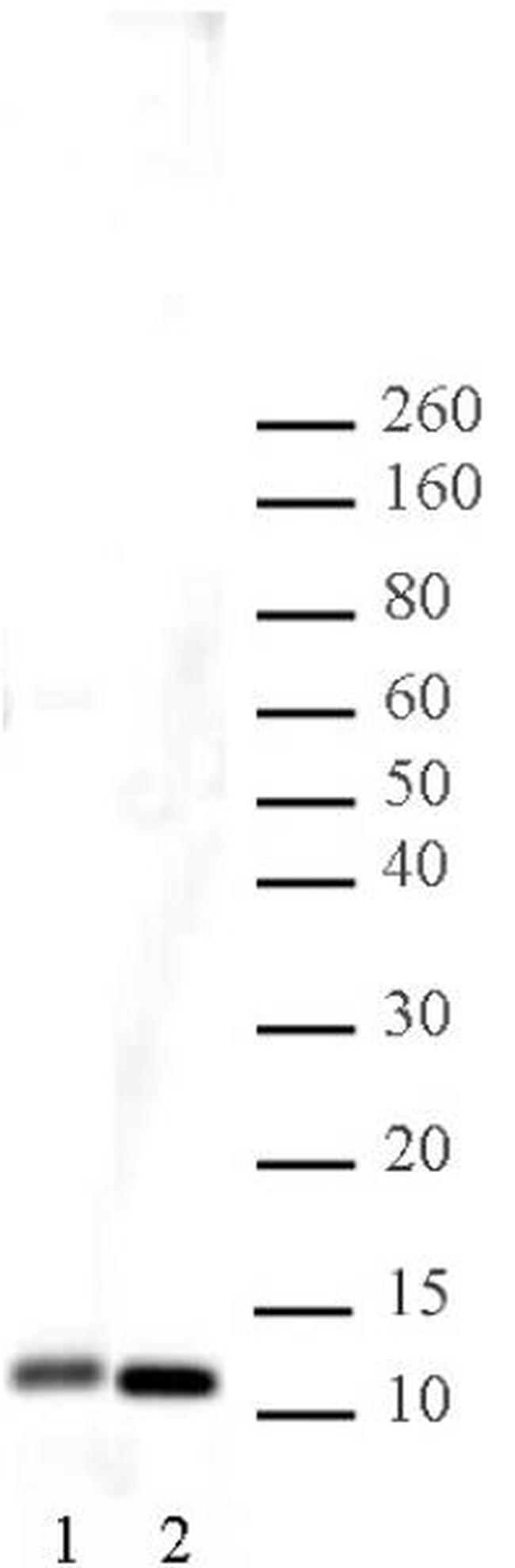 Histone H4 Antibody in Western Blot (WB)