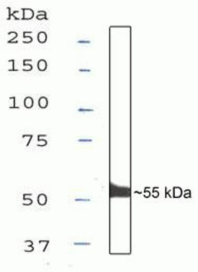 IRF3 Antibody in Western Blot (WB)