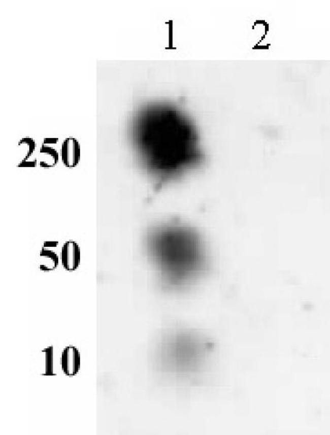 Histone H2AS129ph Antibody in Dot Blot (DB)