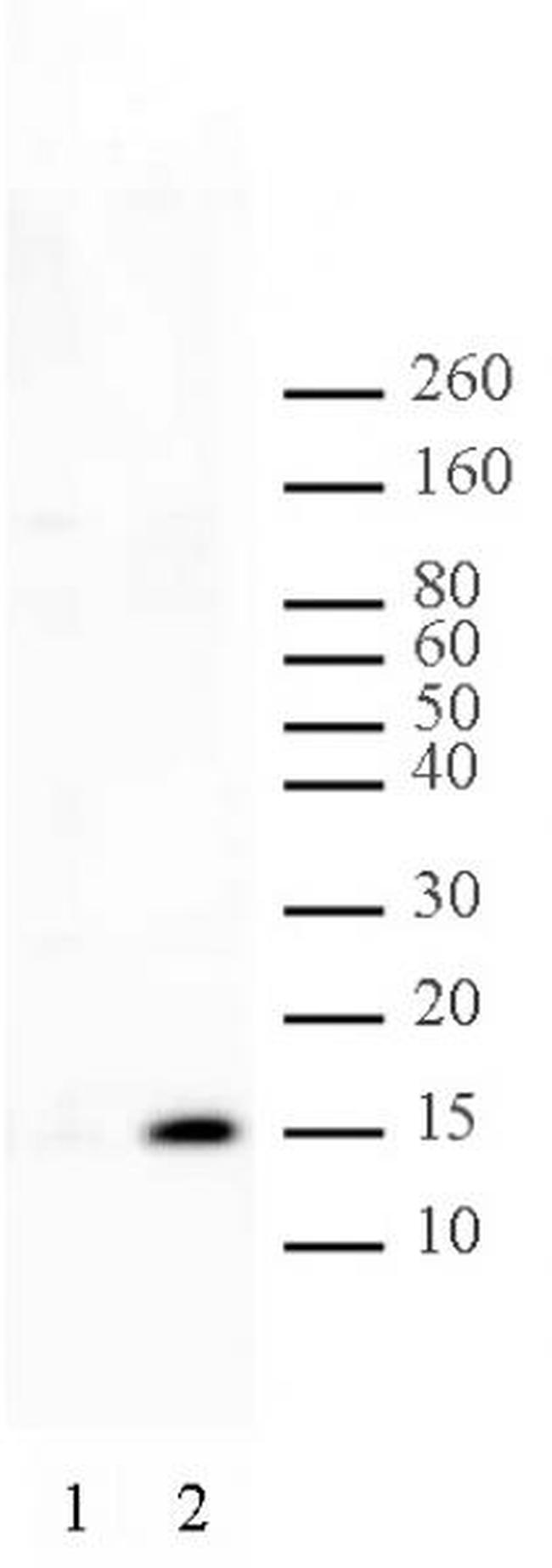 Histone H2AS129ph Antibody in Western Blot (WB)