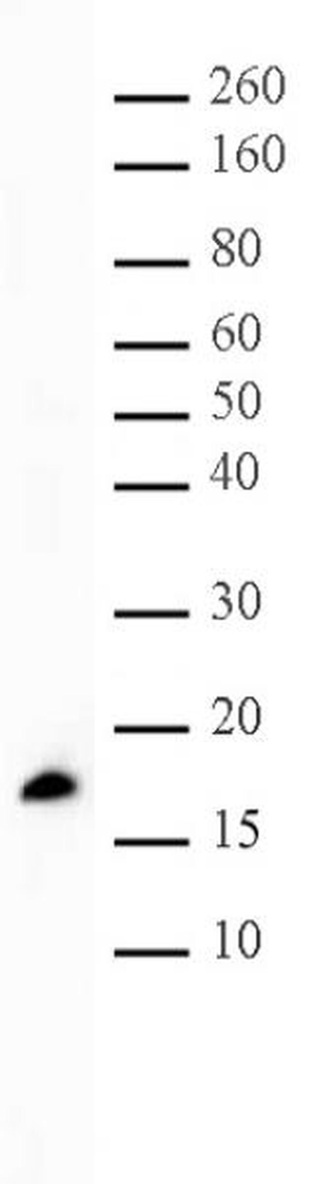 Histone H3K56me1 Antibody in Western Blot (WB)