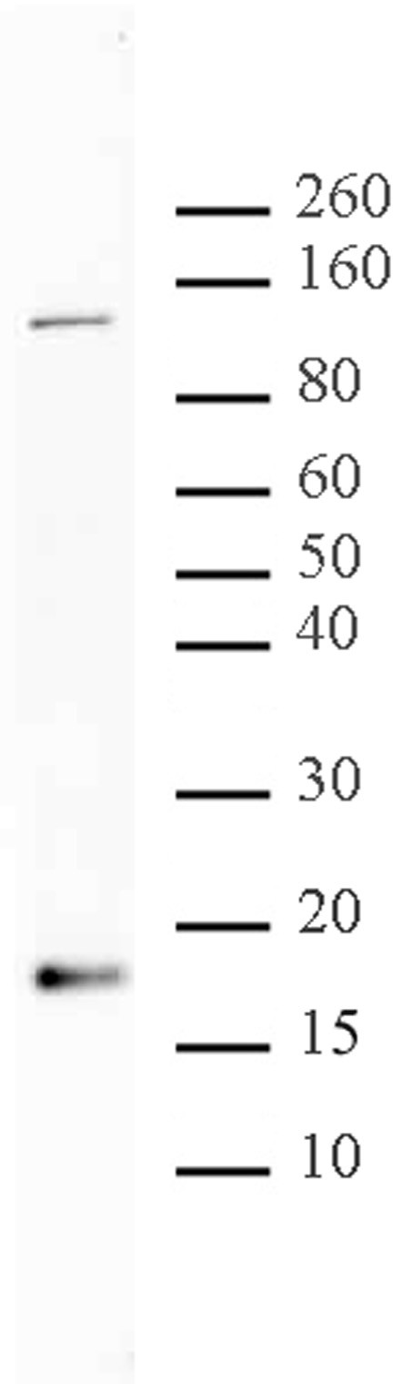 Histone H3K56ac Antibody in Western Blot (WB)