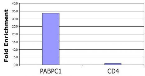 Histone H3K56ac Antibody in ChIP Assay (ChIP)