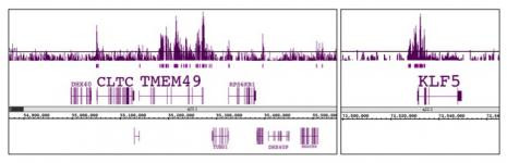 Histone H3K56ac Antibody in ChIP Assay (ChIP)