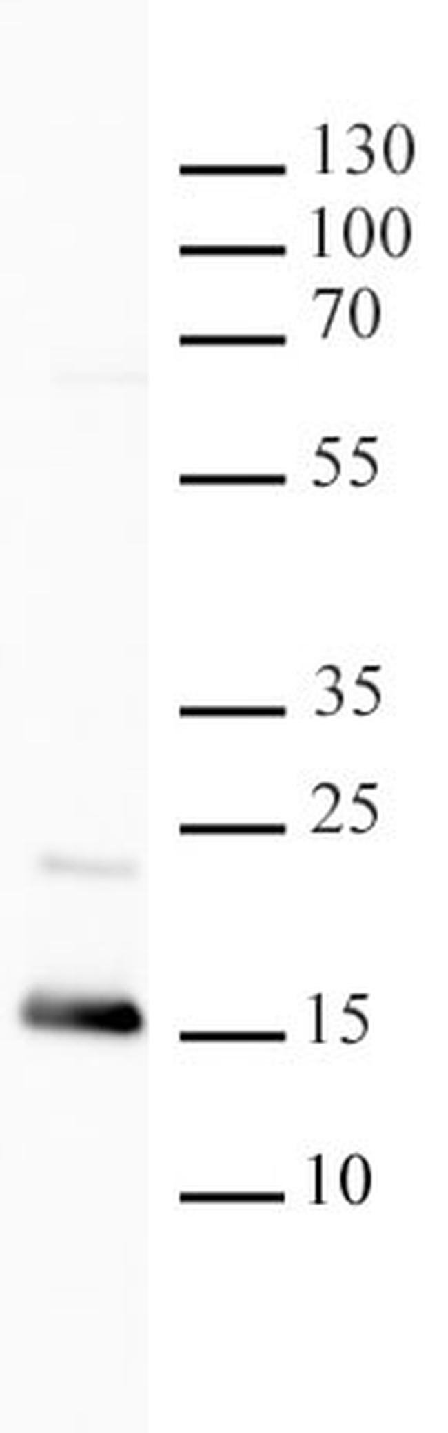 Histone H3K4me1 Antibody in Western Blot (WB)