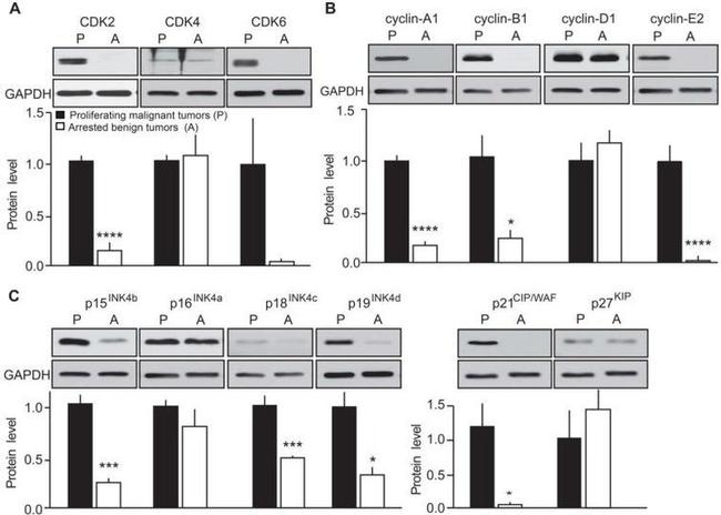 p19 INK4d Antibody in Western Blot (WB)