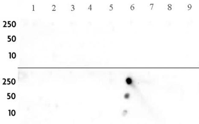 Histone H3K14me2 Antibody in Dot Blot (DB)