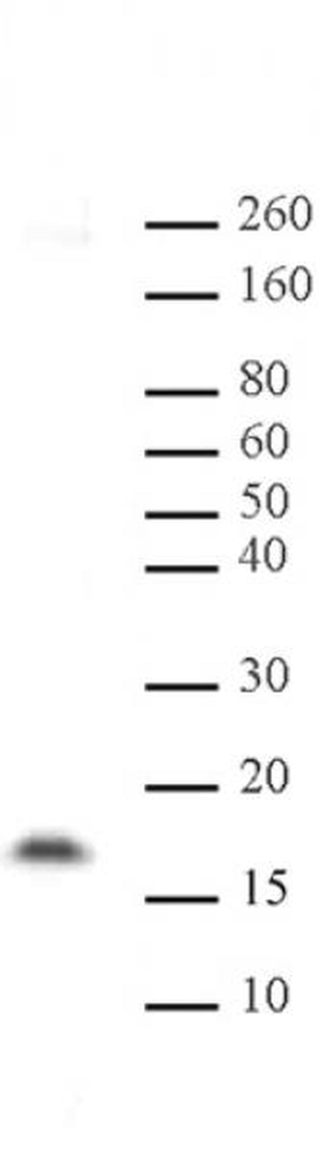 Histone H3K14me2 Antibody in Western Blot (WB)