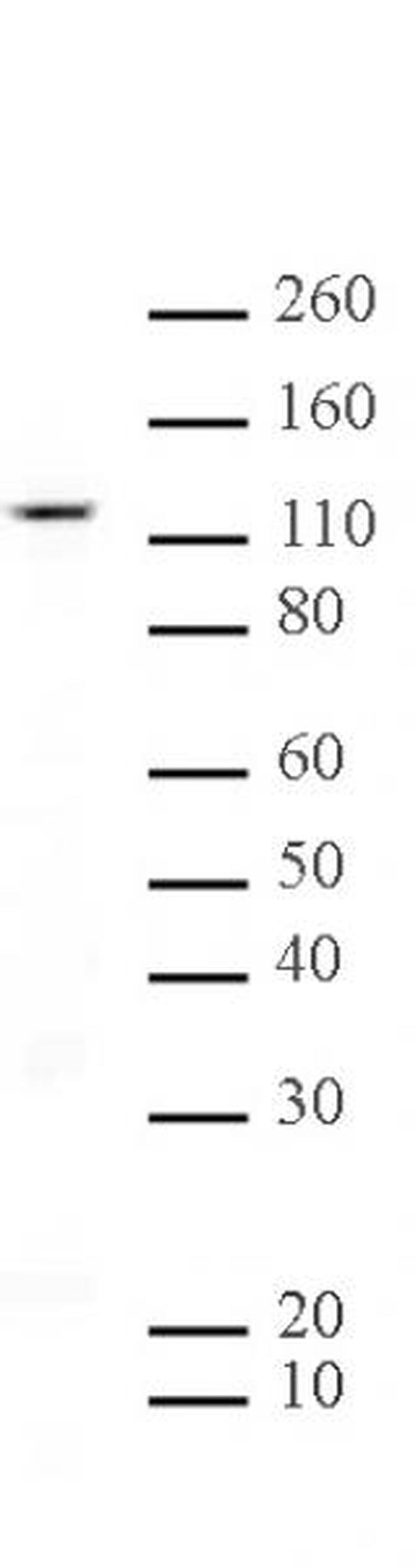 SIRT1 Antibody in Western Blot (WB)