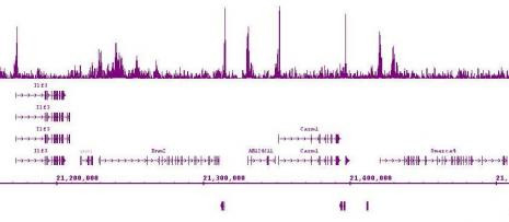 Ikaros Antibody in ChIP-Sequencing (ChIP-Seq)