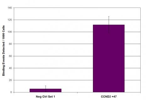 Suz12 Antibody in ChIP Assay (ChIP)