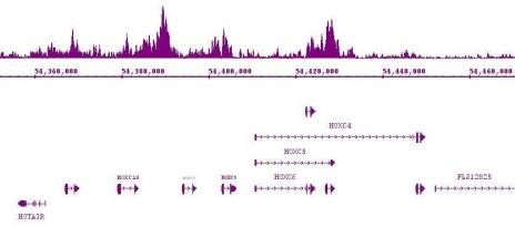 Suz12 Antibody in ChIP-Sequencing (ChIP-Seq)