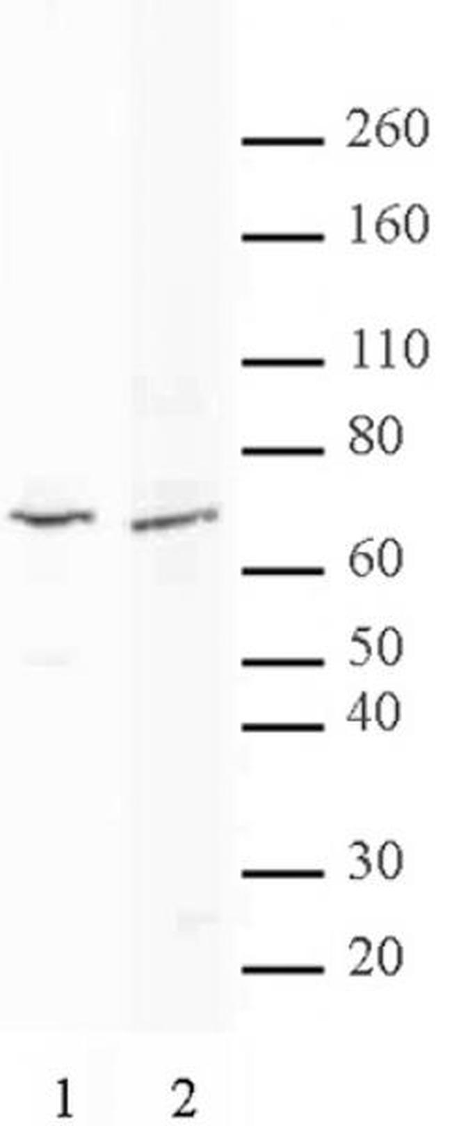 MTA2 Antibody in Western Blot (WB)